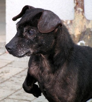Schwab patterdales hot sale